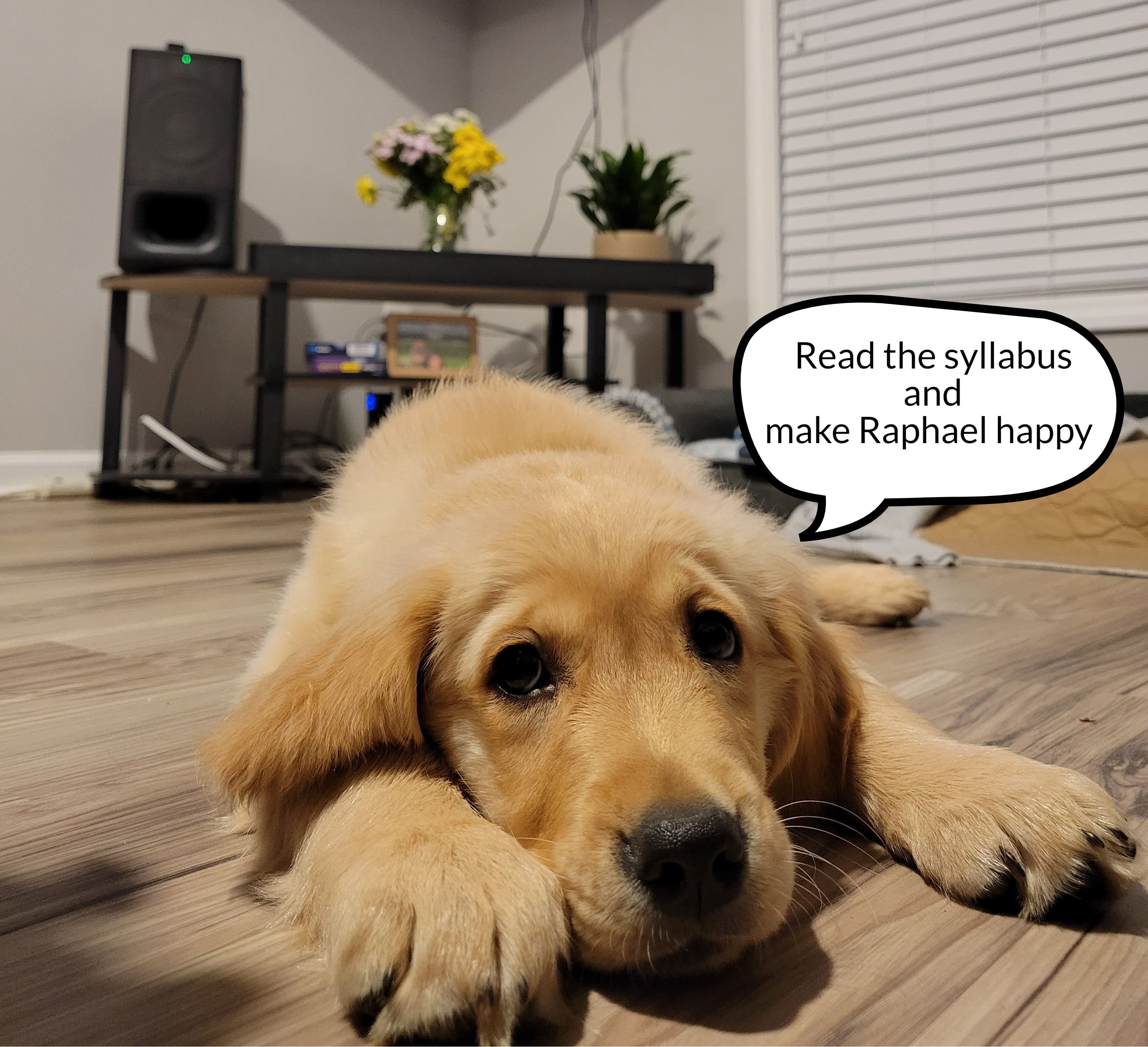 Picture of my dog, Kai, with a speech bubble that says "Read the syllabus and make Raphael happy!"
