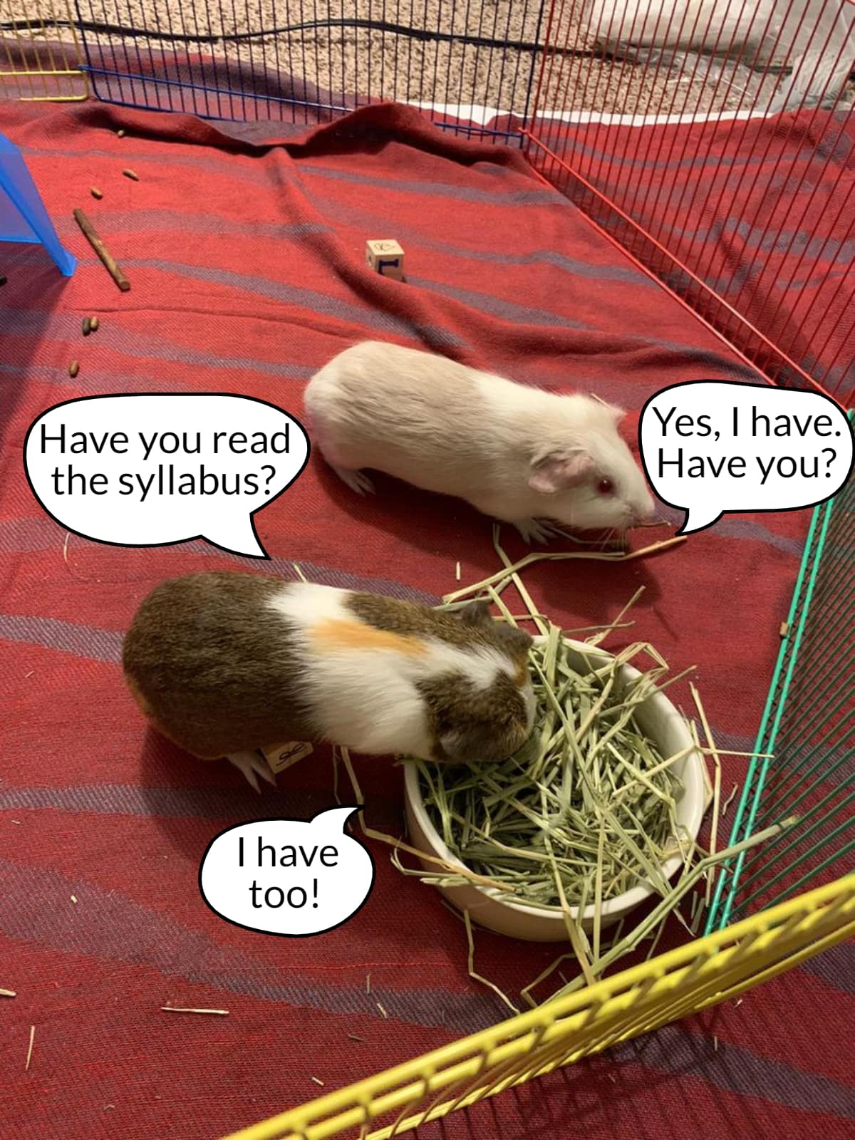 Picture of two of my guinea pigs, Franklin (albino) and Gilman